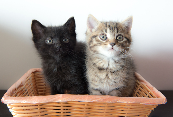 Read more about the article Karma Kittens
