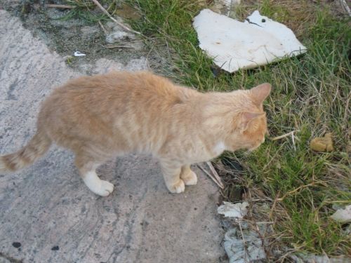 stray cat